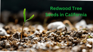 Redwood Tree Seeds in California